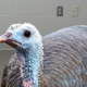 Illustration for article titled Humane Society Urges Americans To Opt For Shelter Turkey This Thanksgivingem/em